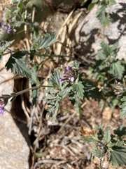 Glandularia gooddingii