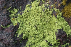 Acarosporaceae