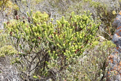 Erica sessiliflora