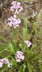 Disparago ericoides