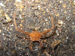 Lupocyclus philippinensis