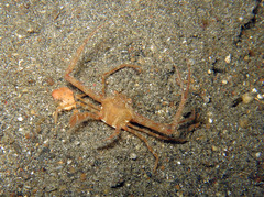 Lupocyclus philippinensis