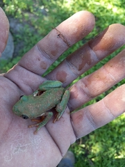 Agalychnis dacnicolor