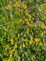 Tropaeolum brachyceras