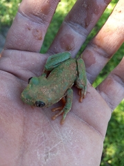 Agalychnis dacnicolor