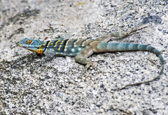 Petrosaurus thalassinus