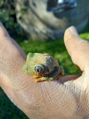 Agalychnis dacnicolor