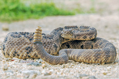 Crotalus enyo