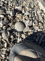 Escobaria chlorantha