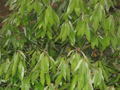 Actinodaphne
