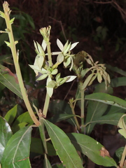 Actinodaphne