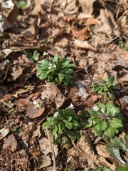 Draba verna
