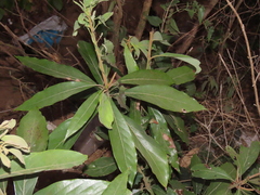 Actinodaphne