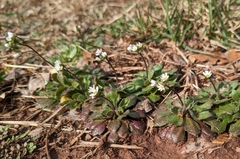 Draba verna