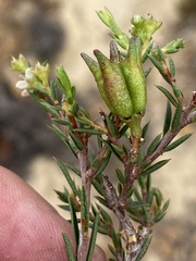 Diosma pedicellata