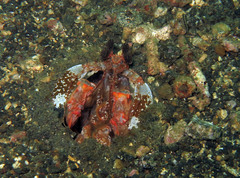 Lysiosquillina maculata