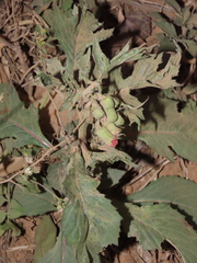 Crassocephalum crepidioides