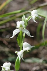 Disperis wealei