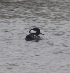Lophodytes cucullatus