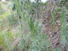 Lavandula