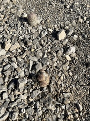 Escobaria chlorantha