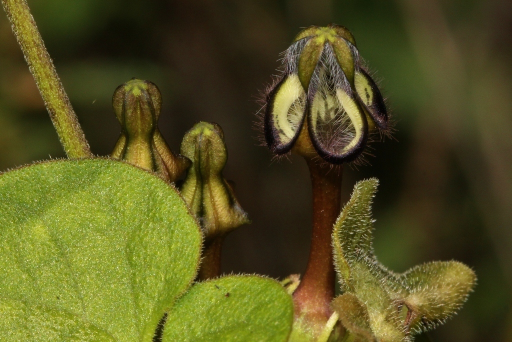 Ceropegia papillata, Mukuvisi Woodlands, Harare, Zimbabwe