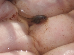 Discoglossus galganoi