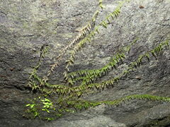 Rhynchostegium