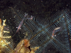 Manipontonia psamathe