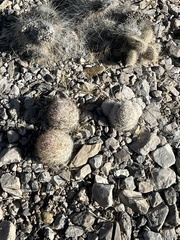 Escobaria chlorantha