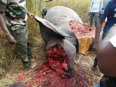 Loxodonta
