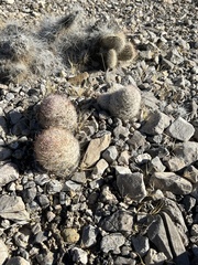 Escobaria chlorantha