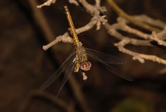 Trithemis werneri