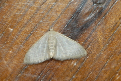 Idaea subsericeata