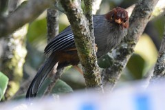 Pterorhinus treacheri