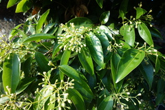 Cinnamomum