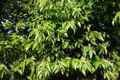 Cinnamomum