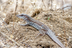 Aspidoscelis maximus