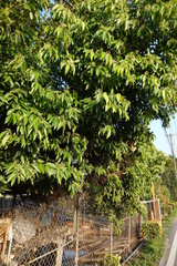 Cinnamomum