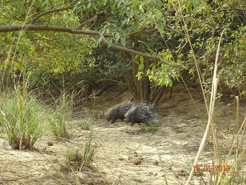 Crested Porcupine