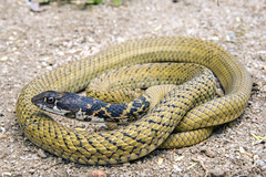 Masticophis fuliginosus