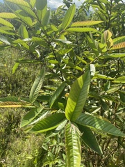 Psidium