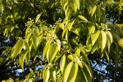 Cinnamomum