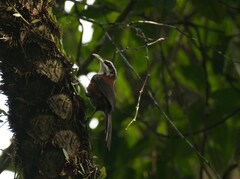 Pomatorhinus bornensis