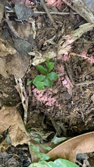 Asplenium ruta-muraria