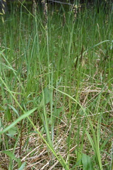 Carex buxbaumii
