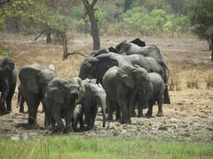Loxodonta