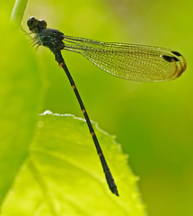 Devadatta