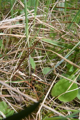 Carex buxbaumii