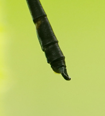 Devadatta